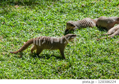 Banded Mongoose -Mungos mungo- being caring an playful Banded Mongoose -Mungos mungo- being caring an playful 128386224