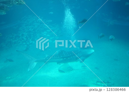 ジンベエザメと魚の群れ 128386466