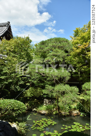 夏の永観堂禅林寺　池泉庭園(京都市左京区) 128387524