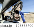 Zebra getting a dental checkup through a car window 128388700