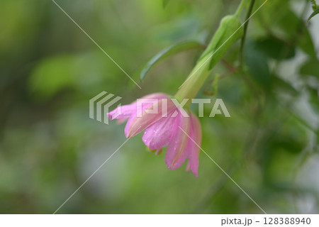 パッシフロラ・マシューシー パッシフロラ・マシューシー 128388940