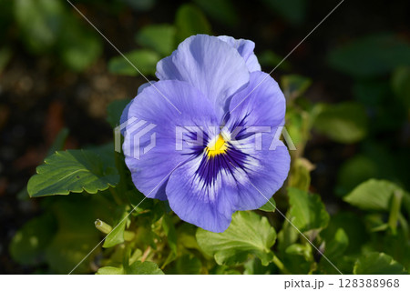 青いパンジーの花 青いパンジーの花 128388968