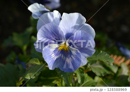 青いパンジーの花 青いパンジーの花 128388969