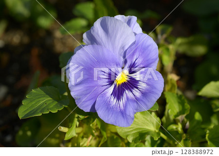青いパンジーの花 青いパンジーの花 128388972