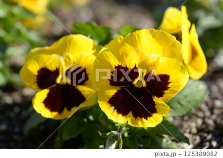 黄色いパンジーの花 128389082