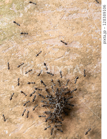 Group of ants carry prey 128389106