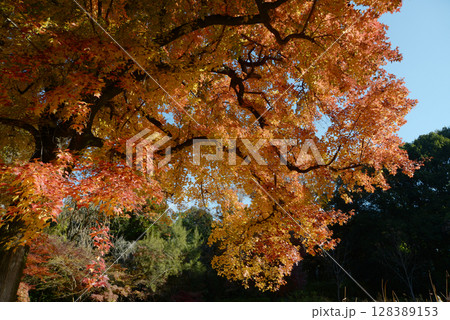 紅葉のフウの木 128389153
