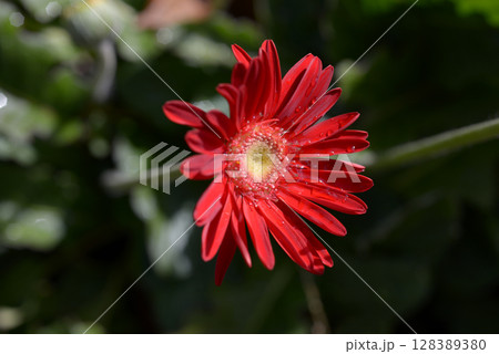 ガーベラ 128389380