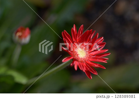 ガーベラ 128389381