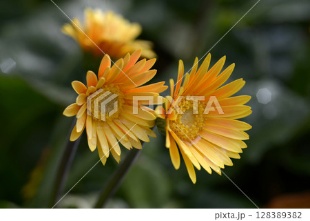 黄色いガーベラ 128389382