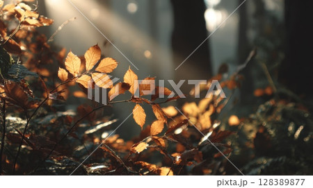 Golden Autumn Leaves in Sunlight Forest 128389877