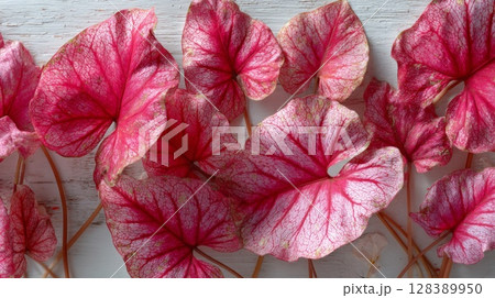 Pink and Red Begonia Leaves on White Wooden Background 128389950
