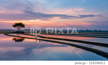Sunset tranquility: twin herons wading through reflective waters of lush, flooded rice paddy landscape 128390811