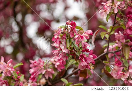 The apple tree is blooming with red flowers. A blooming apple tree in pink flowers. 128391068