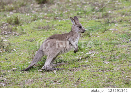A baby Kangaroo hopping in the forest in Wollemi National Park A baby Kangaroo hopping in the forest in Wollemi National Park 128391542