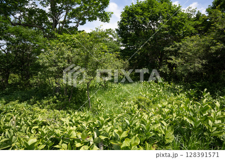 沼ッ原湿原の風景（栃木県那須塩原市） 128391571