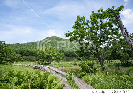 木道のある沼ッ原湿原の風景(栃木県那須塩原市) 木道のある沼ッ原湿原の風景(栃木県那須塩原市) 128391576