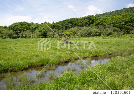 沼ッ原湿原の風景（栃木県那須塩原市） 128391601