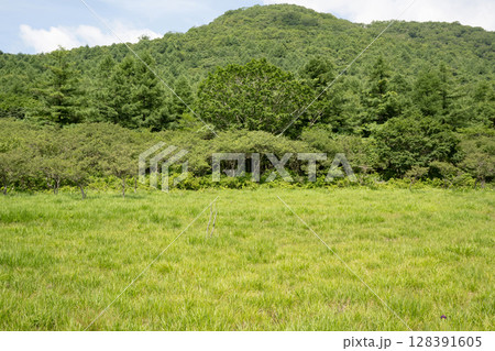 沼ッ原湿原の風景（栃木県那須塩原市） 128391605
