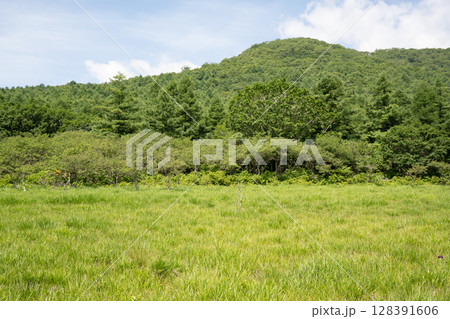沼ッ原湿原の風景（栃木県那須塩原市） 128391606