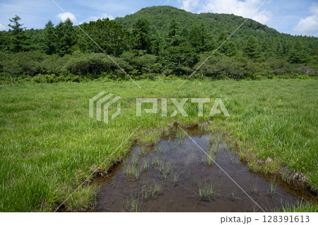 沼ッ原湿原の風景(栃木県那須塩原市) 沼ッ原湿原の風景(栃木県那須塩原市) 128391613