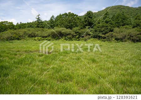 沼ッ原湿原の風景(栃木県那須塩原市) 沼ッ原湿原の風景(栃木県那須塩原市) 128391621