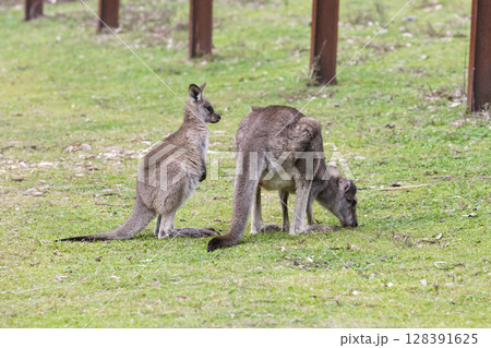 A Kangaroo and Joey in the forest in Wollemi National Park A Kangaroo and Joey in the forest in Wollemi National Park 128391625