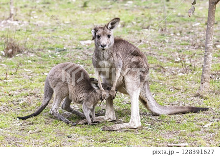 A Kangaroo and Joey in the forest in Wollemi National Park A Kangaroo and Joey in the forest in Wollemi National Park 128391627
