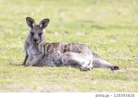 A Kangaroo lying on grass in the sunshine in Wollemi National Park A Kangaroo lying on grass in the sunshine in Wollemi National Park 128391628