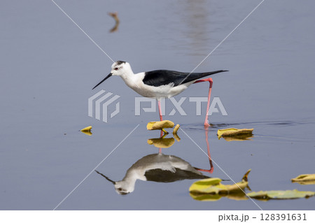 セイタカシギと水面に写るその姿 128391631
