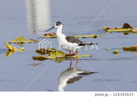 セイタカシギと水面に写るその姿 128391633