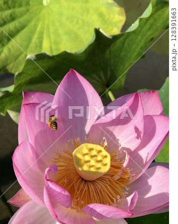the lotus of blooming 128391663
