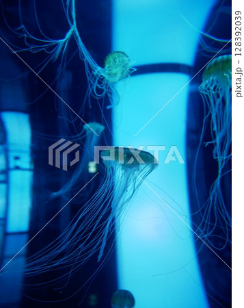 水槽に漂うクラゲ 水槽に漂うクラゲ 128392039