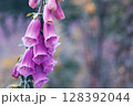 Digitalis, foxglove flower on blurred bokeh background, retro forest photo detail 128392044