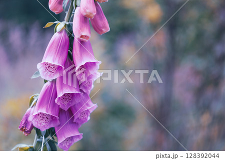Digitalis, foxglove flower on blurred bokeh background, retro forest photo detail 128392044