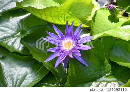 熱帯睡蓮 ニンファエア「キングオブサイアム」 Nymphaea 'King of Siam' 熱帯睡蓮 ニンファエア「キングオブサイアム」 Nymphaea 'King of Siam' 128392110