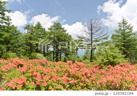 レンゲツツジの花咲く湯ノ丸高原 128392194