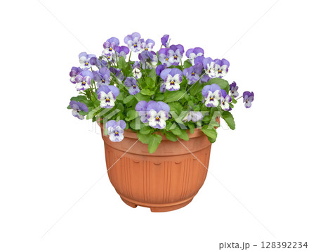 Light purple garden pansy in pot isolated on white background. Viola x wittrockiana blooming plant. Light purple garden pansy in pot isolated on white background. Viola x wittrockiana blooming plant. 128392234