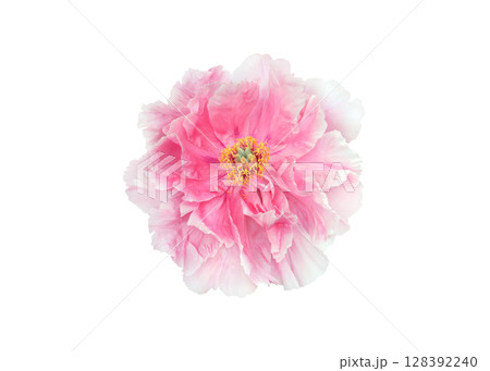 Pink tree peony flower isolated on white background Pink tree peony flower isolated on white background 128392240