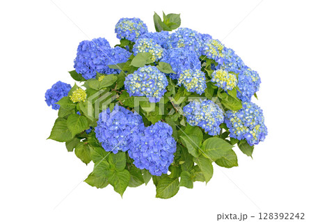 Blue hydrangea macrophylla shrub isolated on white background. Blue hydrangea macrophylla shrub isolated on white background. 128392242