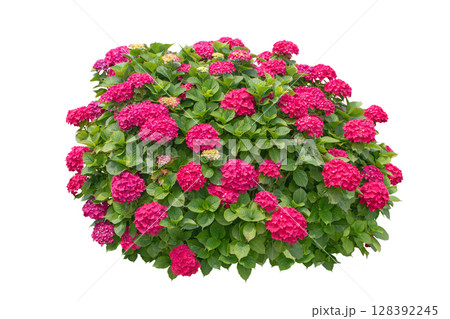 Red hydrangea macrophylla shrub isolated on white background. Red hydrangea macrophylla shrub isolated on white background. 128392245
