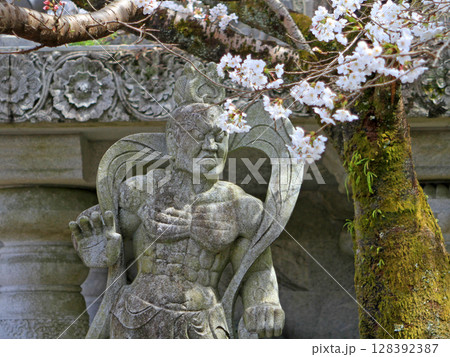 壺阪寺の仁王像と桜 壺阪寺の仁王像と桜 128392387