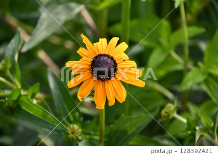 ルドベキア　Coneflower 128392421