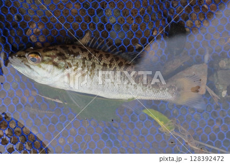 荒川支流の都幾川で掬ったコクチバスの幼魚 荒川支流の都幾川で掬ったコクチバスの幼魚 128392472