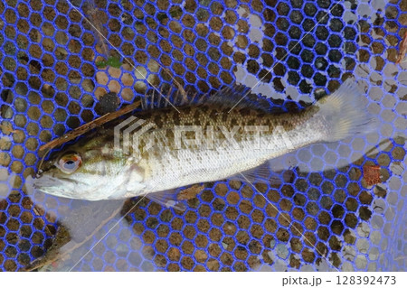 荒川支流の都幾川で掬ったコクチバスの幼魚 荒川支流の都幾川で掬ったコクチバスの幼魚 128392473