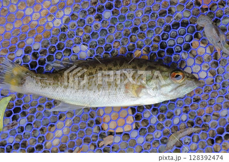 荒川支流の都幾川で掬ったコクチバスの幼魚 128392474