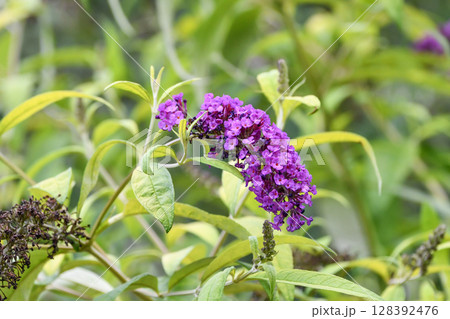 フサフジウツギ Summer Lilac フサフジウツギ Summer Lilac 128392476