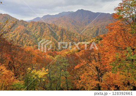 紅葉の白神山地 紅葉の白神山地 128392661