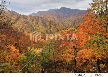 紅葉の白神山地 128392662