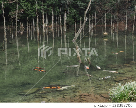 一の俣桜公園・蒼霧鯉池の神秘スポット 128392706